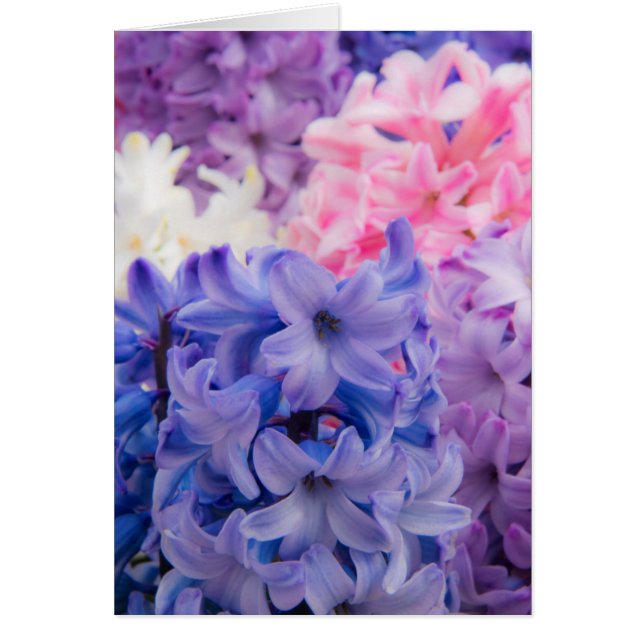 ヒヤシンス植物のクローズアップ (正面)