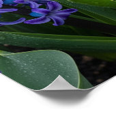 ヒヤシンス開花 ポスター (角)