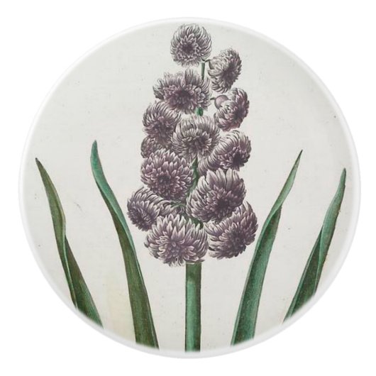 ヒヤシンス セラミックノブ (正面)