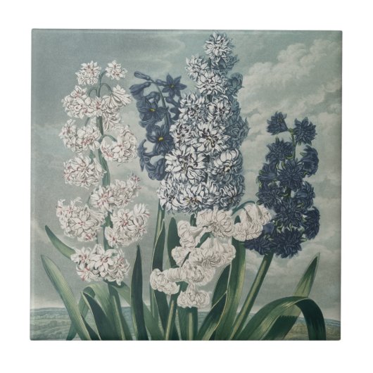 ヒヤシンス(1807) – 絶妙ヴィンテージ植物学 タイル (正面)