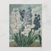 ヒヤシンス(1807) – 絶妙ヴィンテージ植物学 ポストカード (正面)