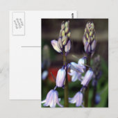 ヒヤシンス 2 ポストカード (正面/裏面)