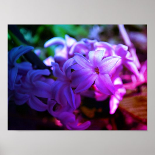 ヒヤシンス (Hyacinthus) の美しい花 ポスター (正面)