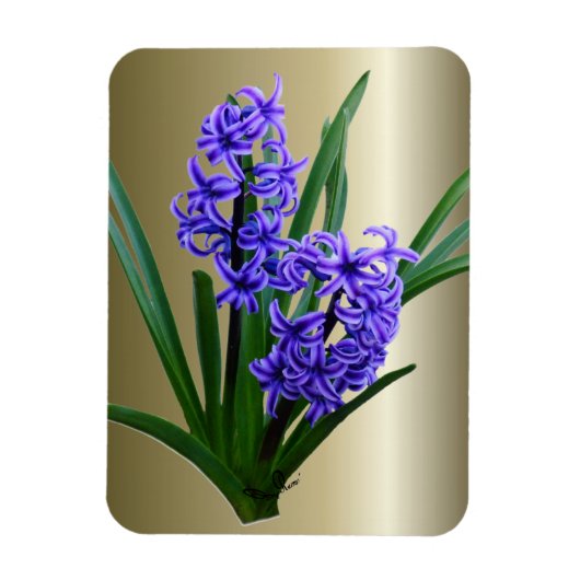 ヒヤシントフラワーインフル開花 マグネット (縦)