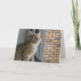 ヒュイは世界を見る カード