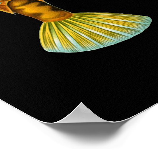 ヒュンバックターレツフィッシュエルンストヘッケルファインアート ポスター (角)