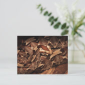 ヒューストン動物園 ポストカード (スタンド正面)