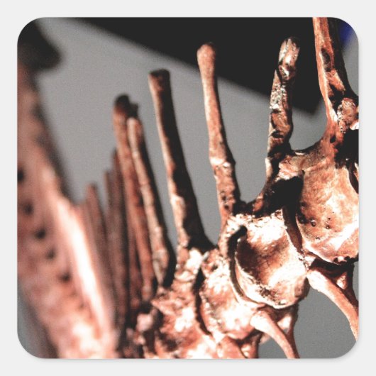 ヒューストン自然科学博物館 スクエアシール (正面)