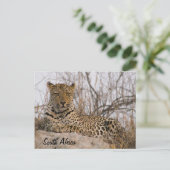 ヒョウがマウンドに乗っている ポストカード (スタンド正面)