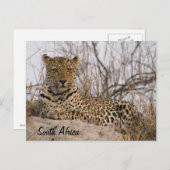 ヒョウがマウンドに乗っている ポストカード (正面/裏面)