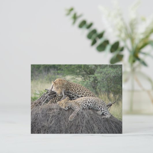 ヒョウとカブを乾燥した草の上に置く ポストカード (スタンド正面)