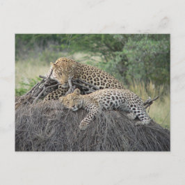 ヒョウとカブを乾燥した草の上に置く ポストカード