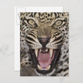 ヒョウのうねりのクローズアップ ポストカード (正面/裏面)