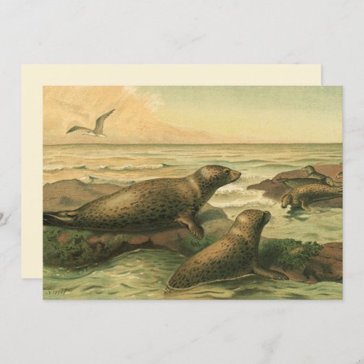 ヒョウのアザラシ、ヴィンテージ水中競技動物海洋生物 (正面/裏面)