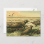 ヒョウのアザラシ、ヴィンテージ水中競技動物海洋生物 ポストカード (正面/裏面)