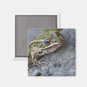 ヒョウのオオガエル、シースルー島。 マグネット (正面/裏面)