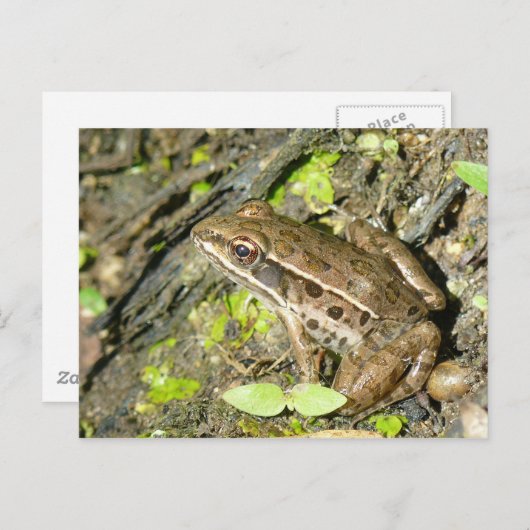 ヒョウのカエルはがき ポストカード (正面/裏面)