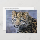 ヒョウのカッブポストカード ポストカード (正面/裏面)