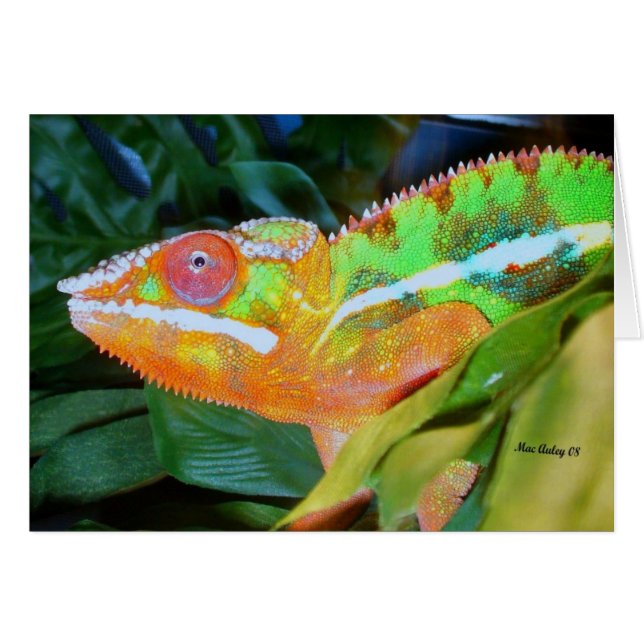 ヒョウのカメレオン (正面横)