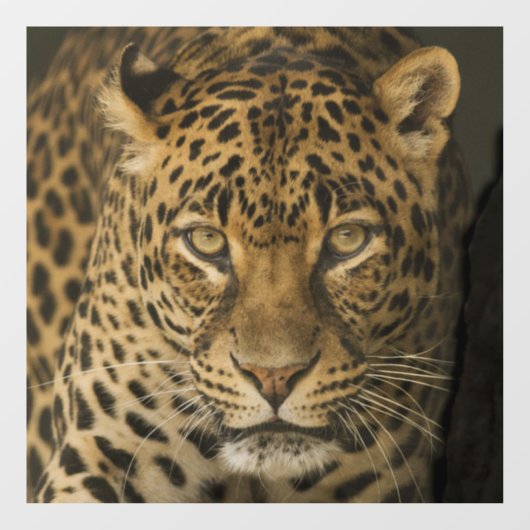 ヒョウのガラス窓にしがみつく ウィンドウサイン (シート)