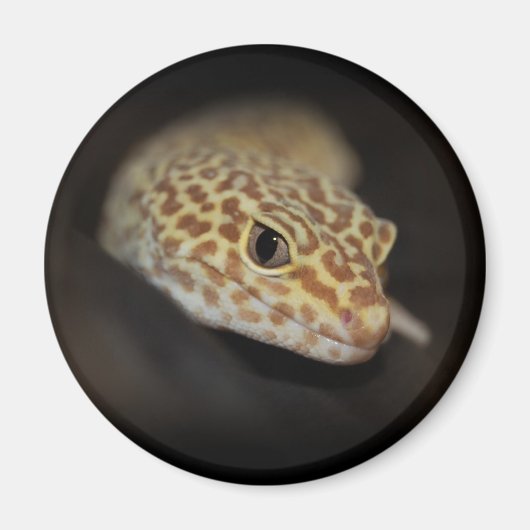 ヒョウのゲッコ磁石 マグネット (正面)