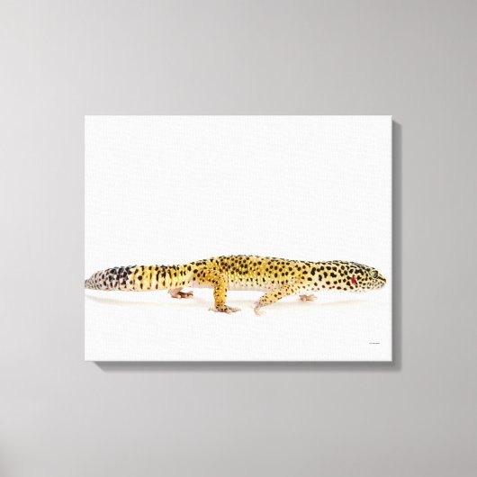 ヒョウのサイドビューgecko lizard キャンバスプリント (正面)