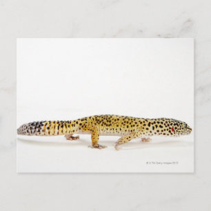 ヒョウのサイドビューgecko lizard ポストカード