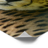 ヒョウのチーター野生のジャングル動物の写真 ポスター (角)