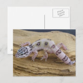 ヒョウのヤモリの郵便はがき ポストカード (正面/裏面)