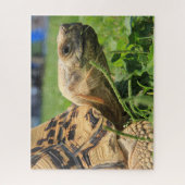 ヒョウの亀が草の中に入っている ジグソーパズル (縦)