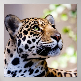 ヒョウの写真 ポスター
