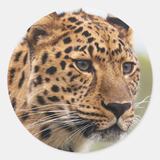 ヒョウの写真 ラウンドシール (正面)