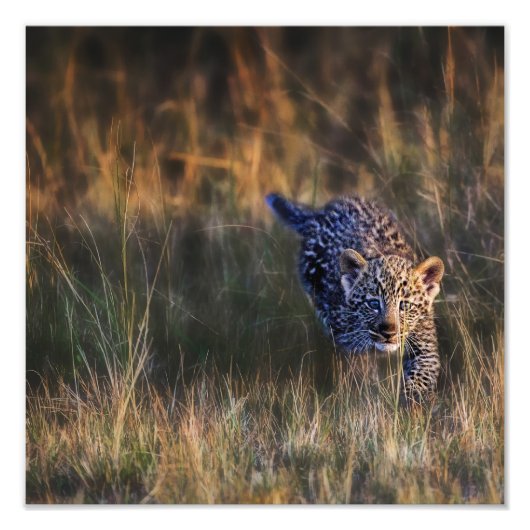 ヒョウの子どものPanthera Pardus フォトプリント (正面)