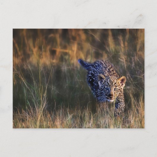 ヒョウの子どものPanthera Pardus ポストカード (正面)