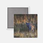 ヒョウの子どものPanthera Pardus マグネット (正面/裏面)
