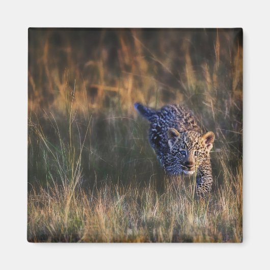 ヒョウの子どものPanthera Pardus マグネット (正面)