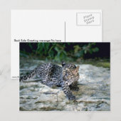 ヒョウの子 ポストカード (正面/裏面)