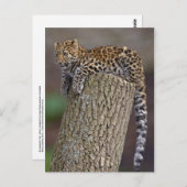 ヒョウの尾はがき ポストカード (正面/裏面)