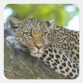 ヒョウの木 スクエアシール (正面)