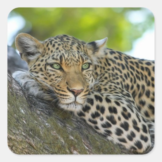 ヒョウの木 スクエアシール (正面)