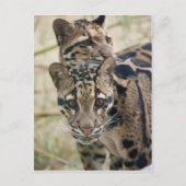 ヒョウの混濁 ポストカード (正面)