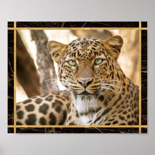 ヒョウの猫の写真画像のポスター ポスター (正面)