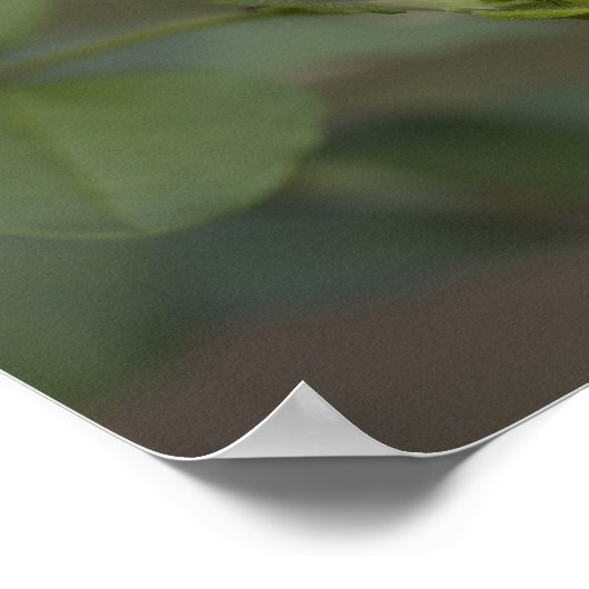 ヒョウの羽を引いた蝶 ポスター (角)