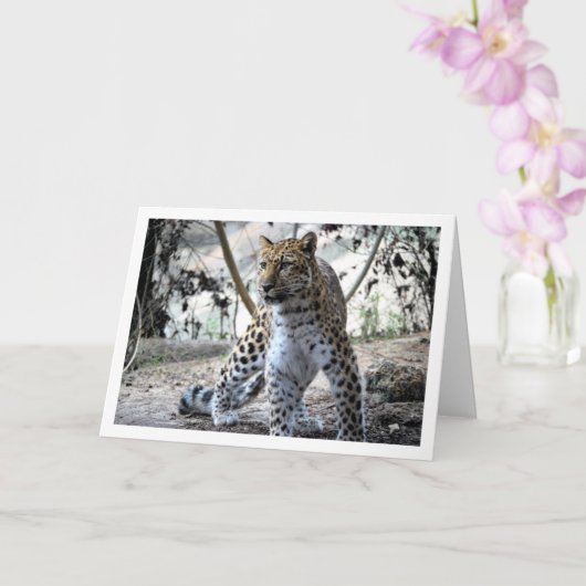 ヒョウの肖像 カード (蘭)