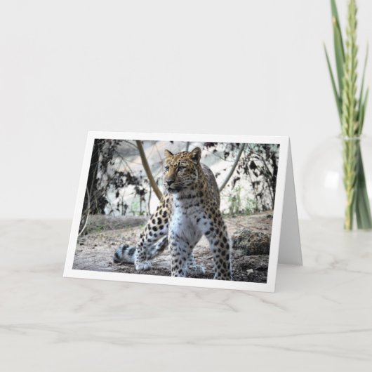 ヒョウの肖像 カード (正面)