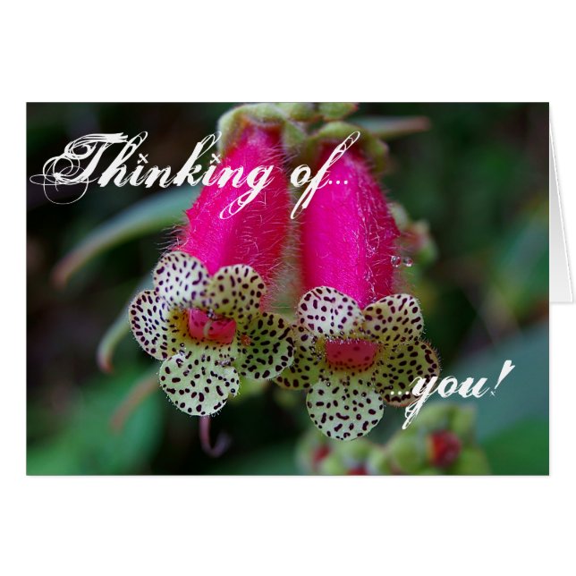 ヒョウの花のデザイン (正面横)