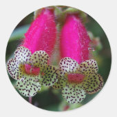 ヒョウの花 ラウンドシール (正面)