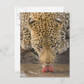 ヒョウの飲素晴らしみ、クルーガー国立公園。 ポストカード (正面/裏面)