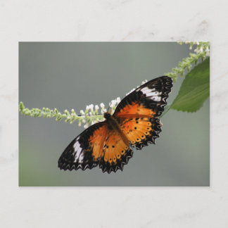 ヒョウのLacewing ポストカード