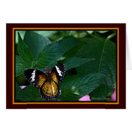 ヒョウのLacewing (Cethosiaのcyane): 蝶